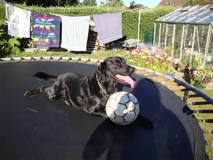 Labrador retriever Shelly - Ligger på trampolinen med bolden billede 7