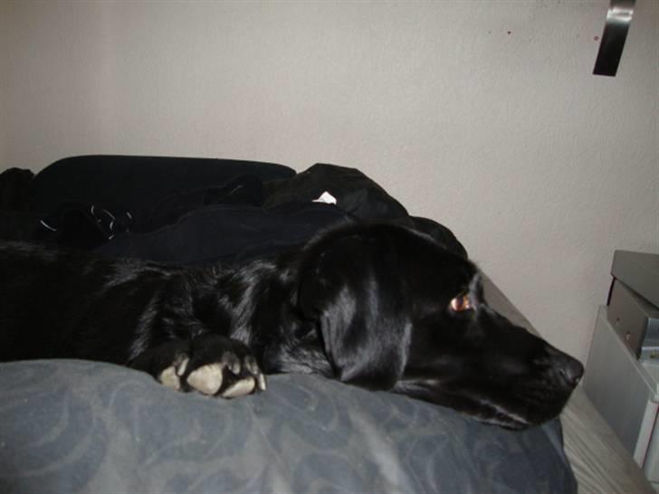 Labrador retriever Shelly - Ligger i min seng billede 8