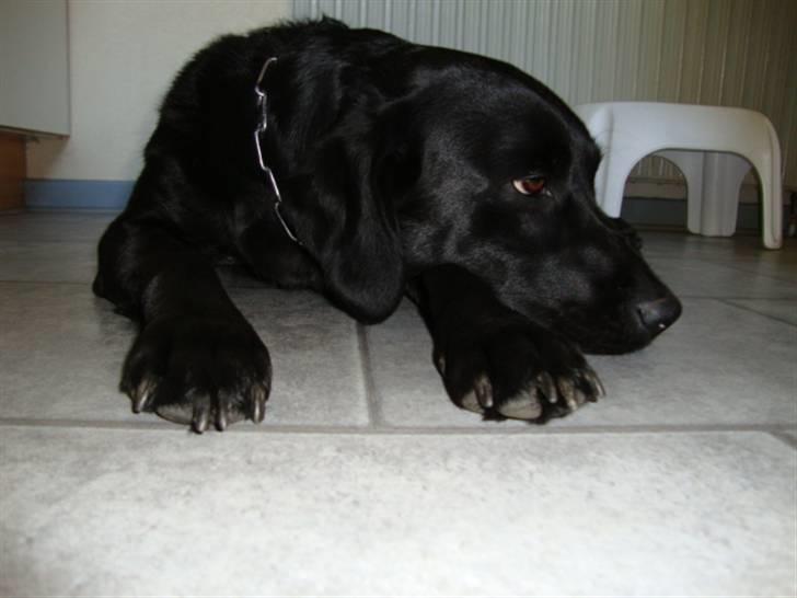 Labrador retriever Shelly - Ligger i køknet  billede 9