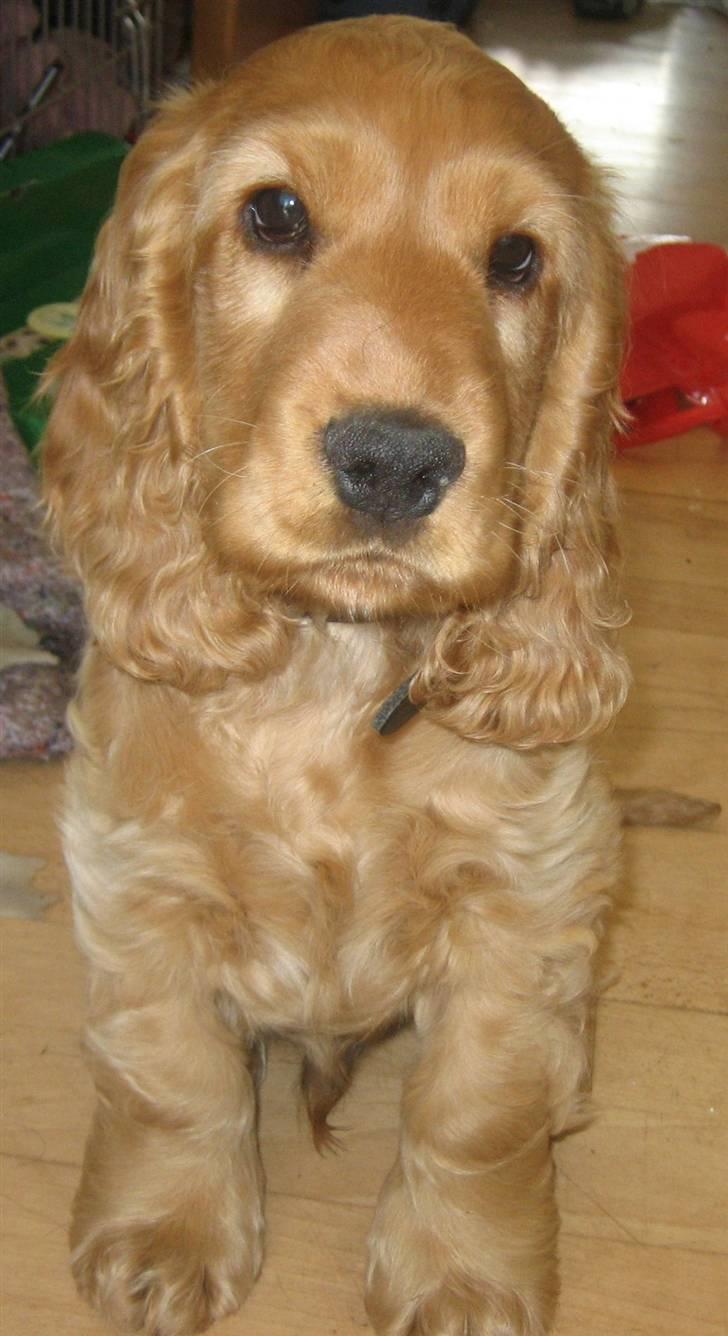 Cocker spaniel Diesel billede 27