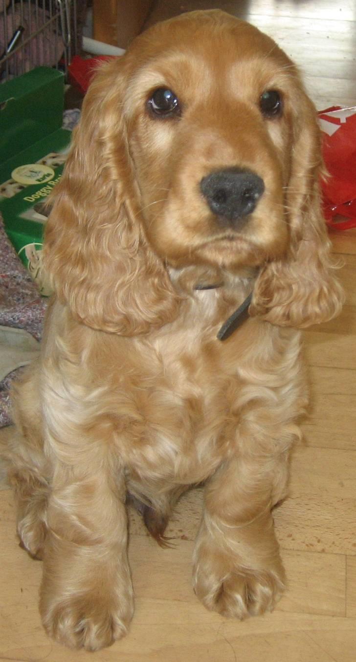 Cocker spaniel Diesel billede 28