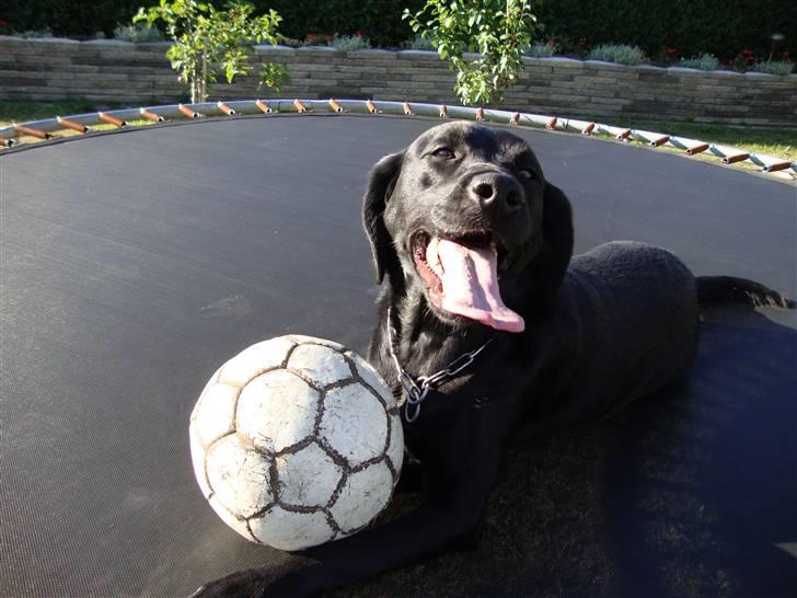 Labrador retriever Shelly billede 10