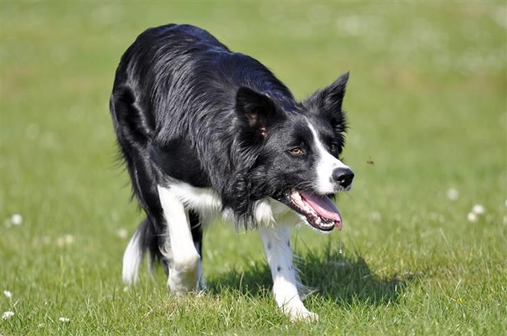 Border collie Smedegården`s Skyline  - Lowland´s Blacksmith Farn "Cody" billede 10