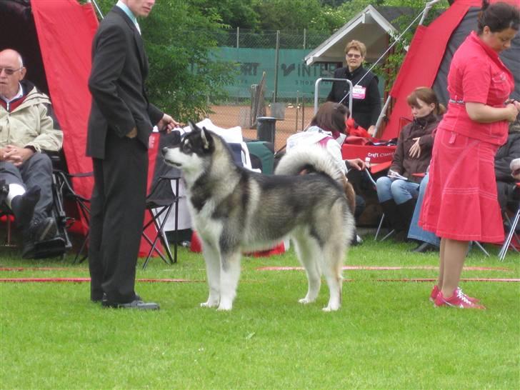Alaskan malamute kiano billede 7