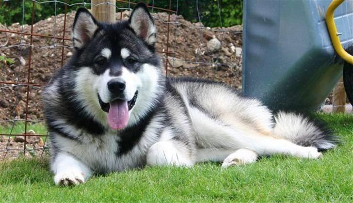 Alaskan malamute kiano billede 8