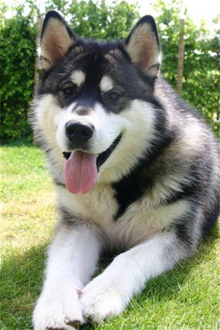 Alaskan malamute kiano billede 9