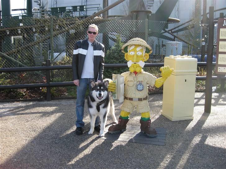 Alaskan malamute kiano billede 10