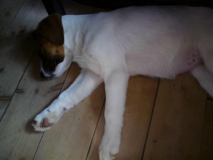 Blanding af racer Frida *solgt* billede 2