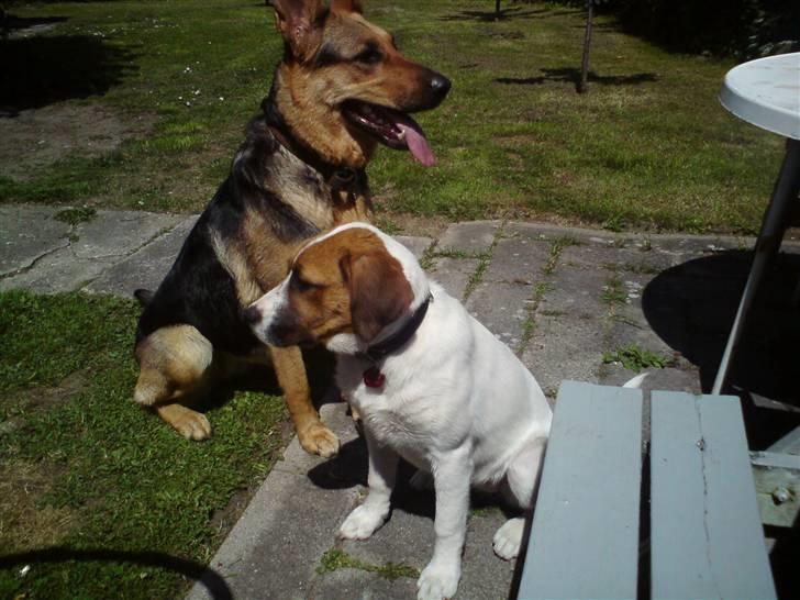 Blanding af racer Frida *solgt* billede 3