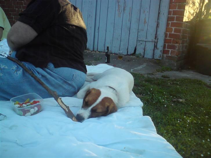 Blanding af racer Frida *solgt* billede 4