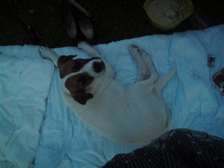 Blanding af racer Frida *solgt* billede 5