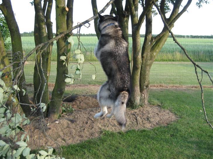 Alaskan malamute kiano billede 11