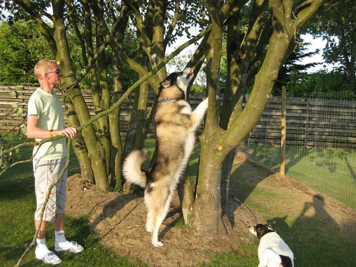 Alaskan malamute kiano billede 12