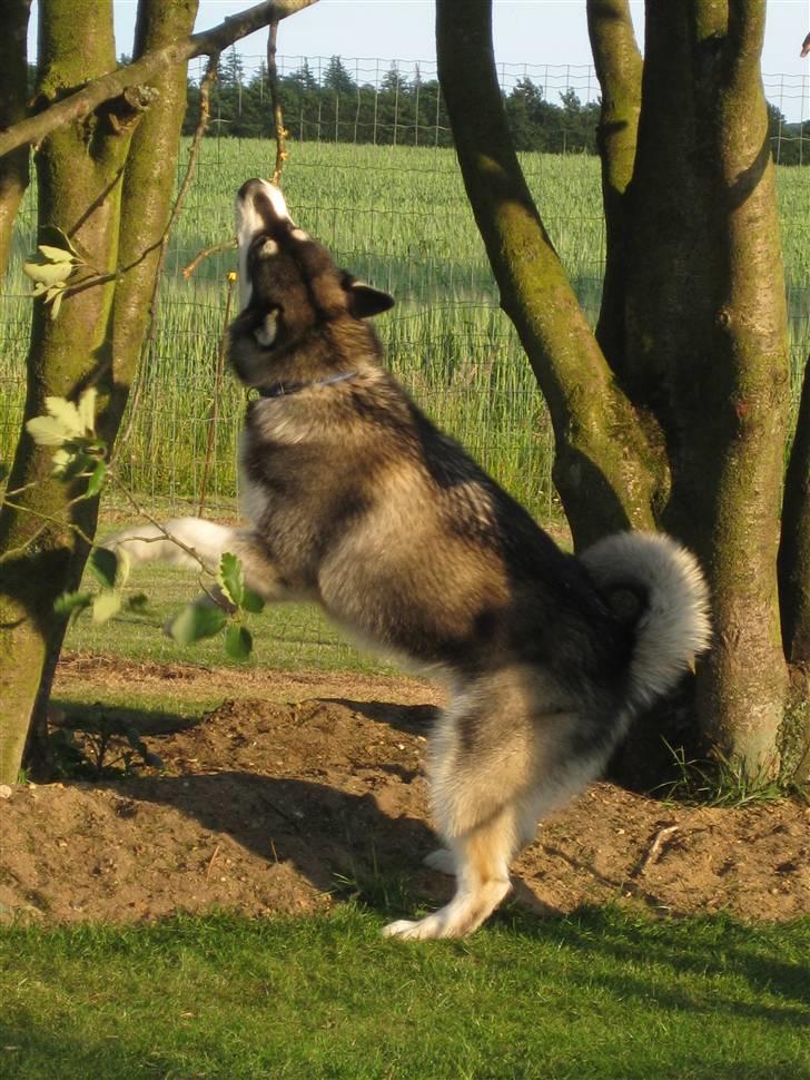 Alaskan malamute kiano billede 13