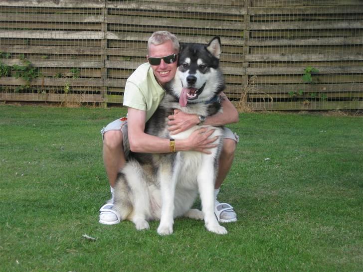 Alaskan malamute kiano billede 14