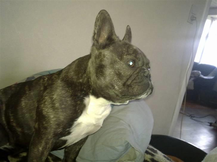 Fransk bulldog ~Chick~ billede 20