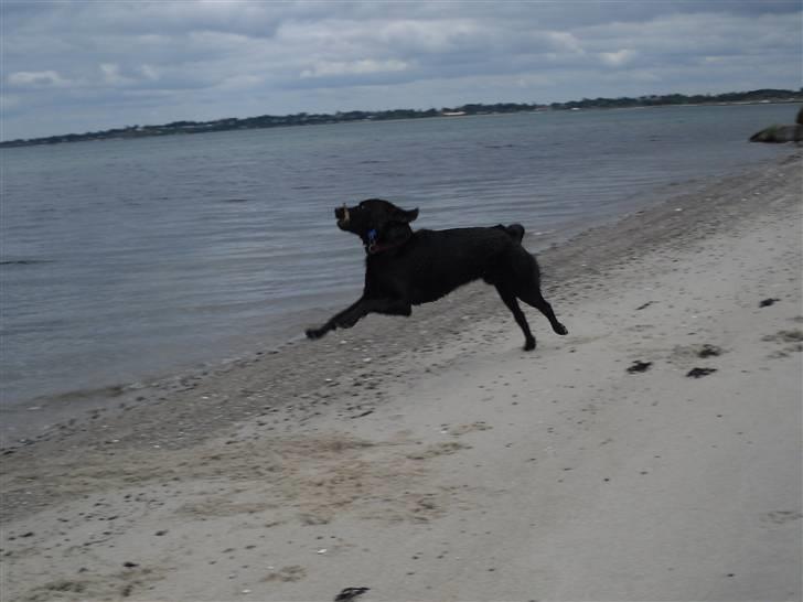 Labrador retriever Basse(Bastian) - 27/6 09: Basse elsker at være på stranden:-) billede 14