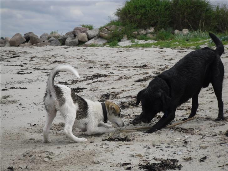 Labrador retriever Basse(Bastian) - Basse og hans nye veninde Gaya:-) billede 15