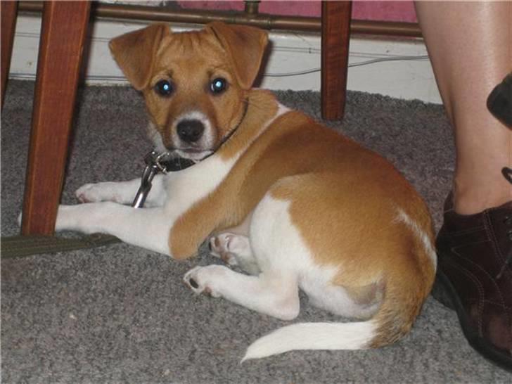 Dansk svensk gaardhund Mikkel - Mikkel, han er ikke så stor endnu, Der<3 billede 1