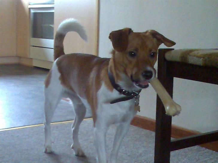 Dansk svensk gaardhund Mikkel - Mikkel <3 billede 2