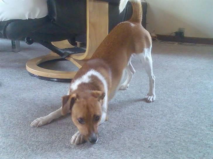 Dansk svensk gaardhund Mikkel - Mikkel, der neger! billede 3