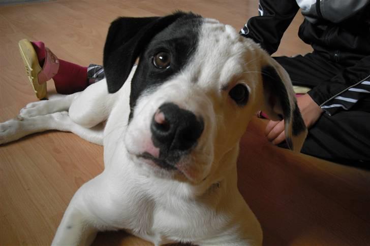 Amerikansk bulldog FREJA - 13 uger.... er jeg ikke fin... billede 1