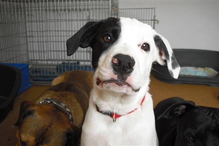 Amerikansk bulldog FREJA - sidder fint og venter... billede 2