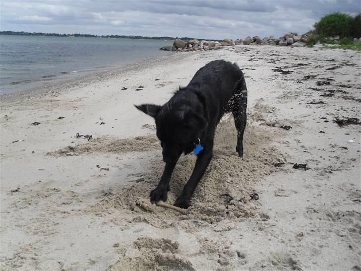 Labrador retriever Basse(Bastian) billede 16