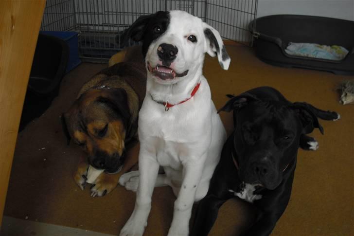 Amerikansk bulldog FREJA - sammen med dolli og spike, mine venner...smil billede 3