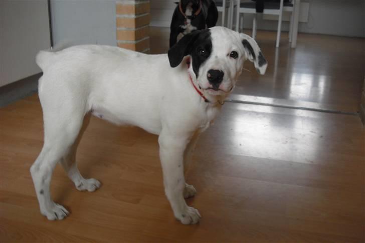 Amerikansk bulldog FREJA - se mig lige....fin ik... billede 4