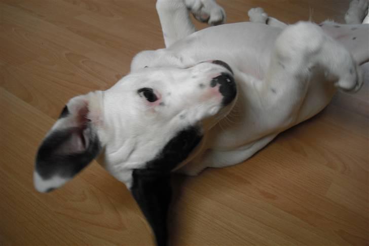 Amerikansk bulldog FREJA - dejligt at slappe på ryggen... billede 5