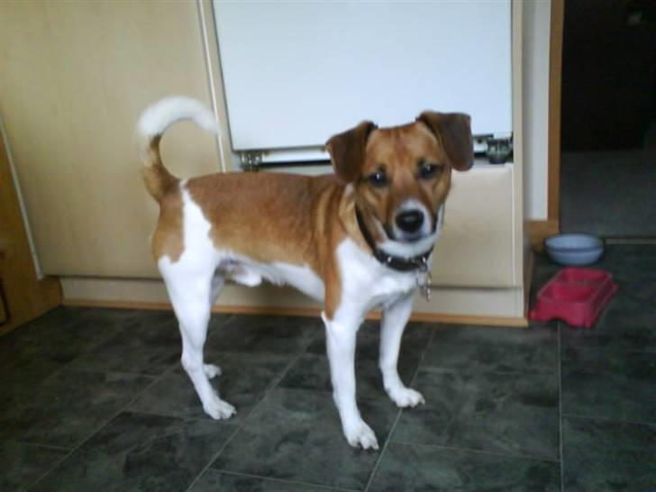 Dansk svensk gaardhund Mikkel billede 4