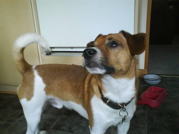 Dansk svensk gaardhund Mikkel - Mikkel! billede 5