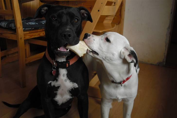 Amerikansk bulldog FREJA - vi prøver at dele....smil billede 6