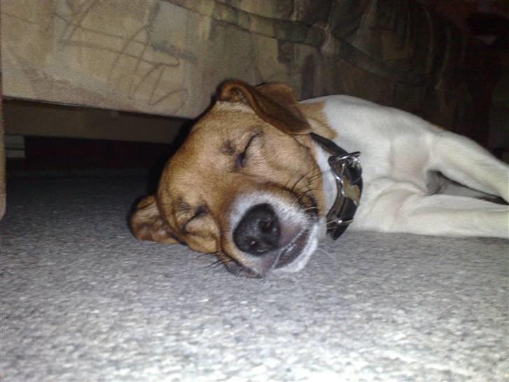 Dansk svensk gaardhund Mikkel - Mikkel, der sover! billede 6