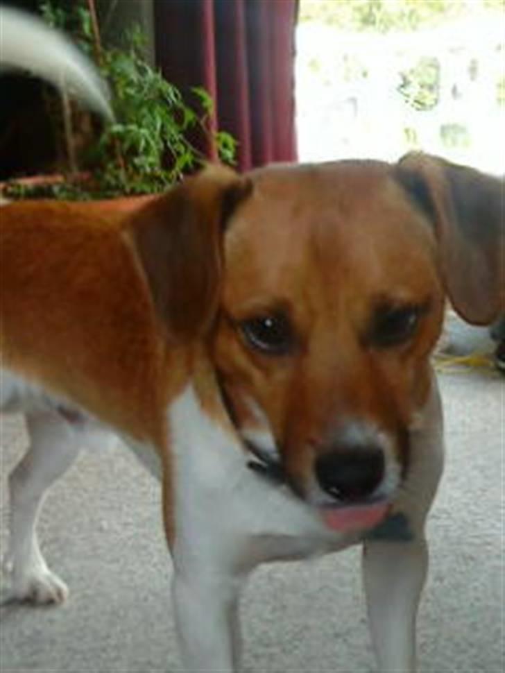 Dansk svensk gaardhund Mikkel - Hehe, han rækker tunge! ;p billede 7