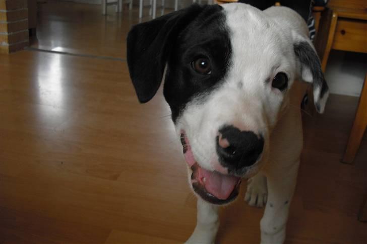 Amerikansk bulldog FREJA - puha....varmt... billede 7