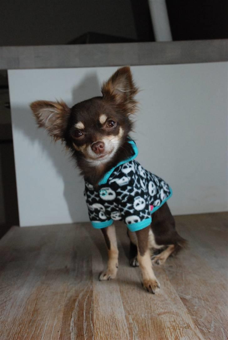 Chihuahua Chalou's Prada - "MINNIE" billede 18