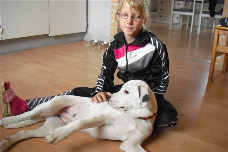 Amerikansk bulldog FREJA - hhmm...putter.. billede 8