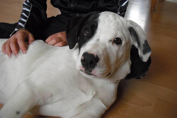 Amerikansk bulldog FREJA - dejligt at blive nusset... billede 9