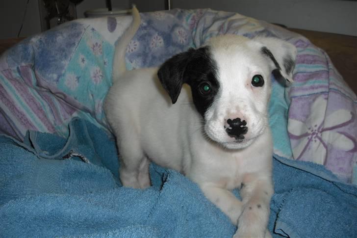 Amerikansk bulldog FREJA - 6 uger og lige været i bad...tidligt men jeg lugtede ikke godt... billede 10