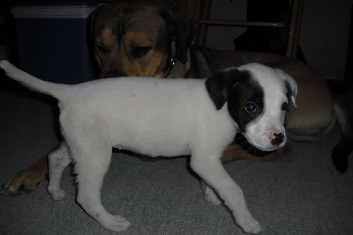 Amerikansk bulldog FREJA - næsten 6 uger lister lidt rundt... billede 11