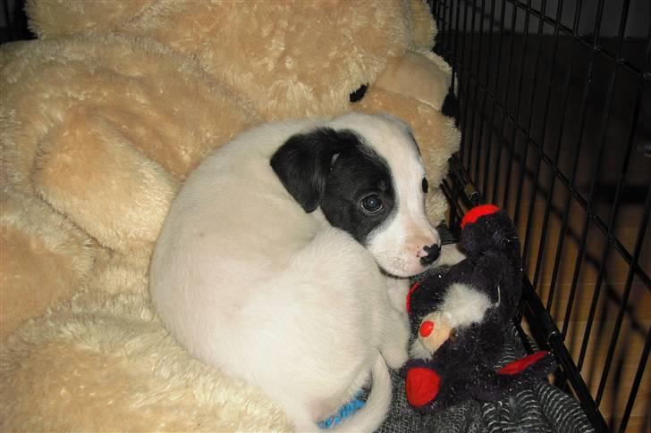 Amerikansk bulldog FREJA - 5 uger....putter og holder mig varm med den store bamse...smil..lille bitte... billede 12