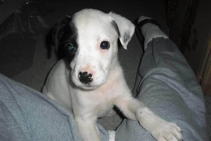 Amerikansk bulldog FREJA - 5 uger... puha en kæmpe verden.... billede 13