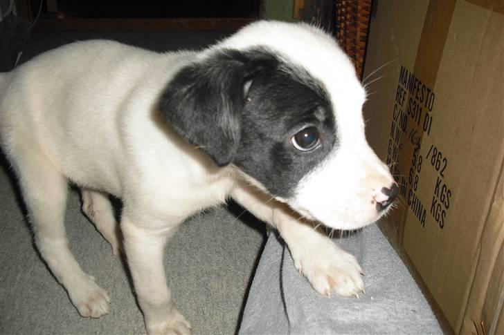 Amerikansk bulldog FREJA - 5 uger... prøver at liste ud og se sig om....forsigtig... billede 14