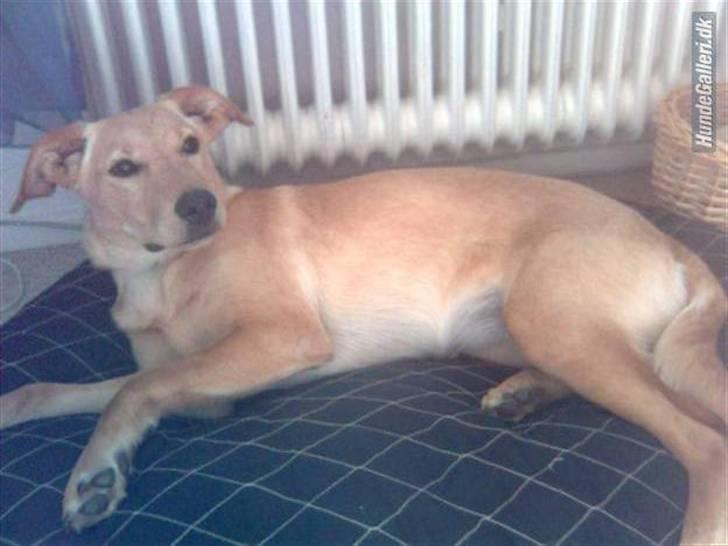 Blanding af racer Emsi - Det var den første dag hos Tea billede 16