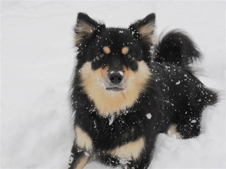 Finsk lapphund Kello Xila:D Love Ya<3 - Velkommen til Xila´sprofil<3 billede 1