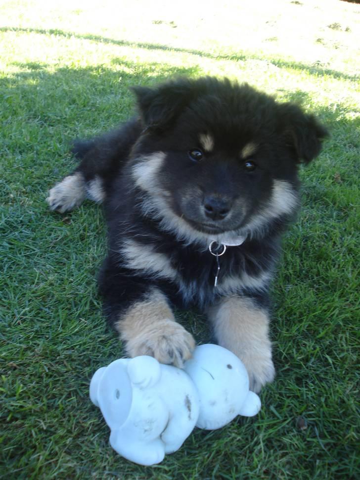Finsk lapphund Kello Xila:D Love Ya<3 - teenager hunden :) billede 2