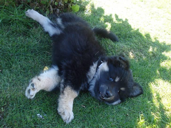 Finsk lapphund Kello Xila:D Love Ya<3 - fjolle! billede 3