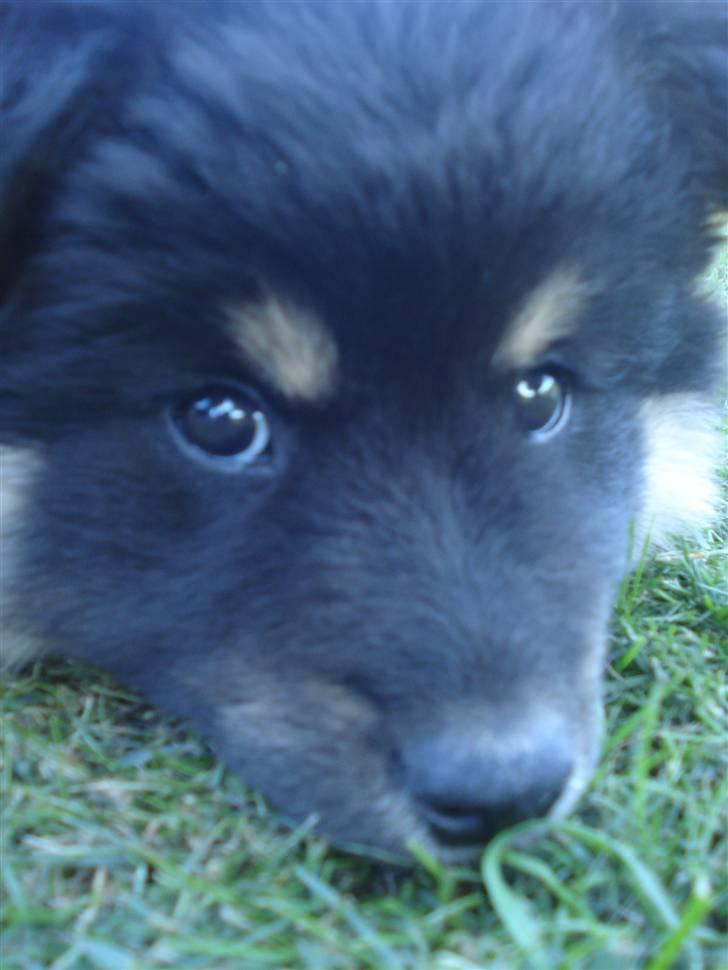 Finsk lapphund Kello Xila:D Love Ya<3 - Xila i profil billede 4